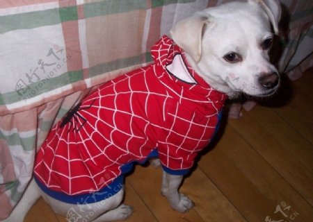 穿着蜘蛛侠装的狗狗图片