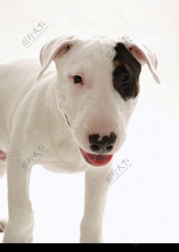 黑眼圈的白狗图片