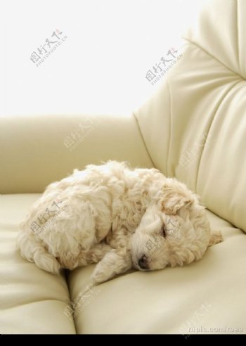躺在沙发上睡觉的卷毛狗图片