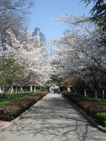 南京大学的樱花图片