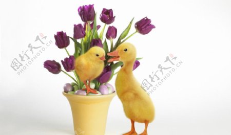 花盆和小鸡小鸭子图片