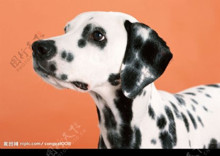 斑点犬图片