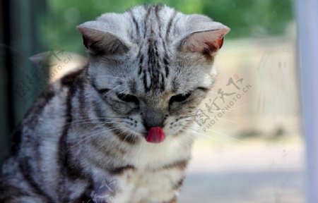 吐小舌头的猫猫图片