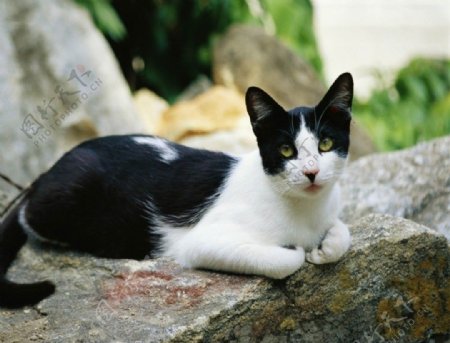 非主流的性感猫咪壁纸图片