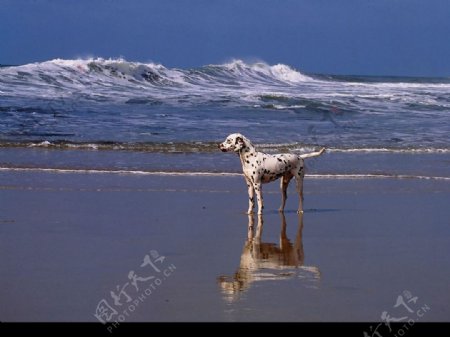 海边的斑点狗图片