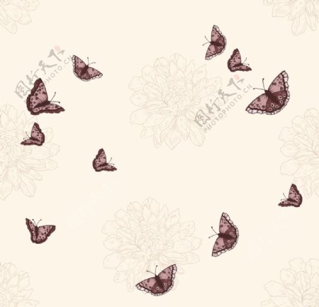 蝴蝶分层图片