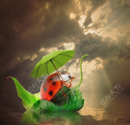 创意瓢虫打伞图片