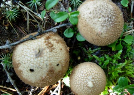 马粪包蘑菇图片