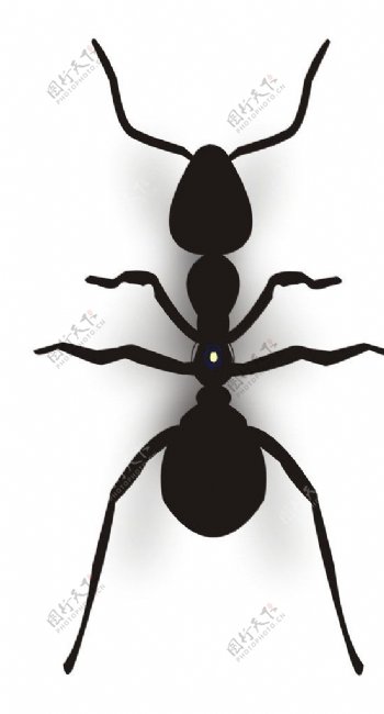 黑蚂蚁图片