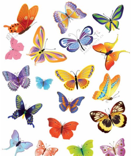 蝴蝶矢量素材图片
