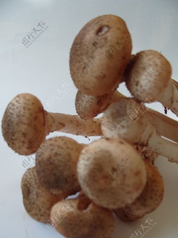 野生榛蘑图片