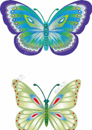 丝网印刷蝴蝶图片