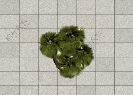 灌木3D模型图片