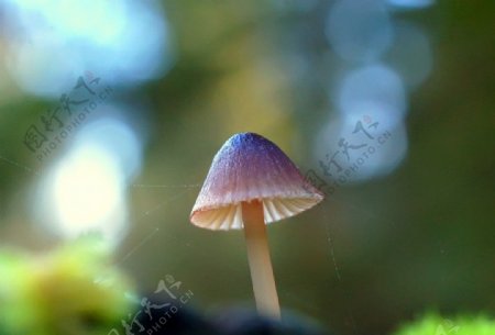 伞菌图片
