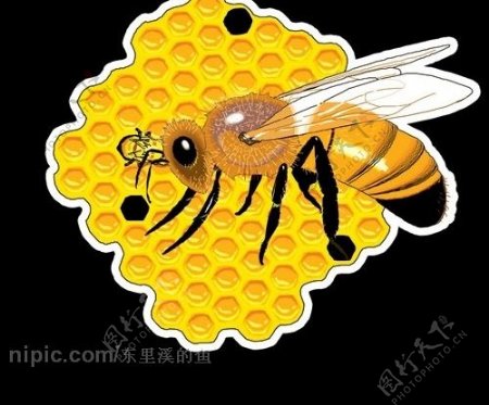 美丽的蜜蜂矢量图大家收起来备用哦图片