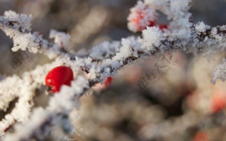 雪中小红果图片