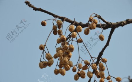 苦楝树的种子果图片