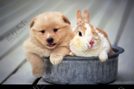 兔子与宠物狗图片