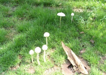 雨后小蘑菇图片