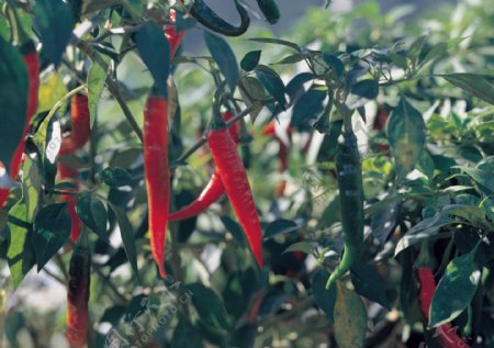 农作物红辣椒图片
