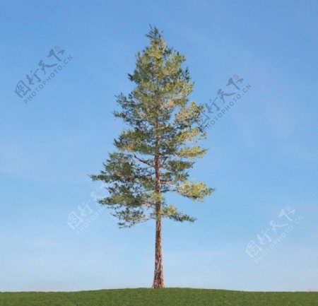 树木模型高大植物图片