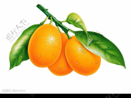 逼真水果之金橘图片
