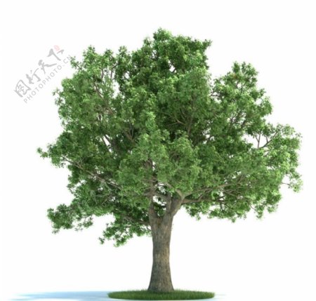 植物栎树图片