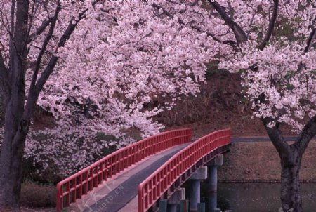 日本桥图片