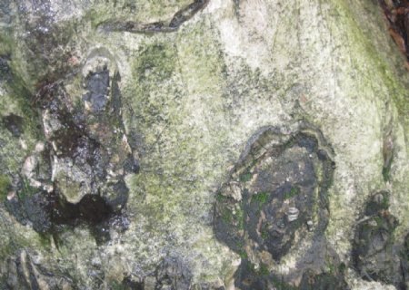树桩石纹图片