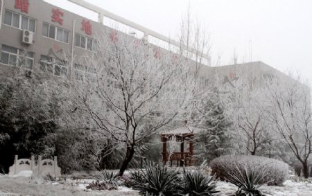 校园雪后一景图片
