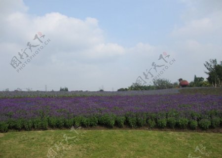 周浦花海旅游景点图片