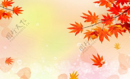 秋日枫叶背景图片