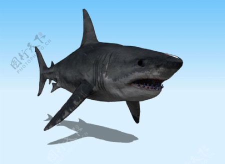 大鲨鱼3D模型图片