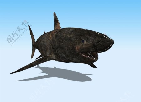 老鲨鱼3D模型图片