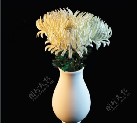 白菊花盆图片