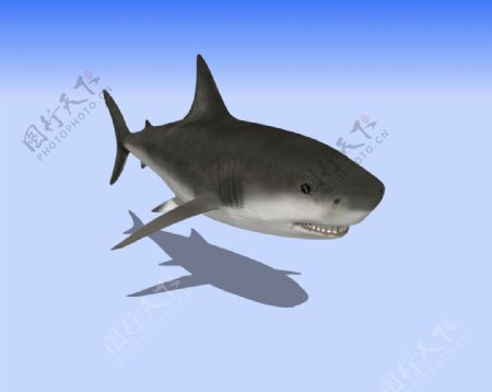 鲨鱼3D模型图片