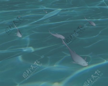 水鱼3D模型图片