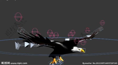 老鹰绑定模型带动画图片