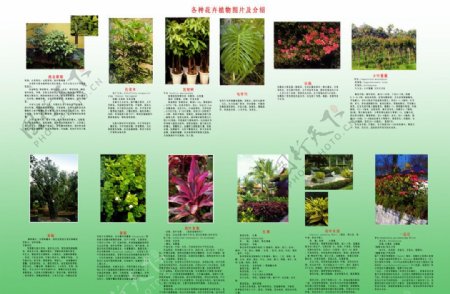 各式花卉植物图片
