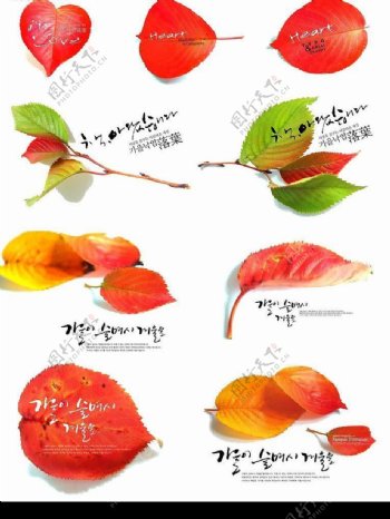 韩国红叶树叶PSD源文件图片