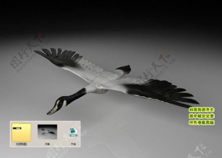 白天鹅3D三维模型建模图片