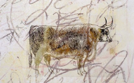 牛绘画自然解剖图片