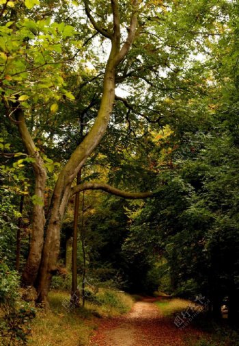 英国沃特福德卡西伯里公园初秋图片