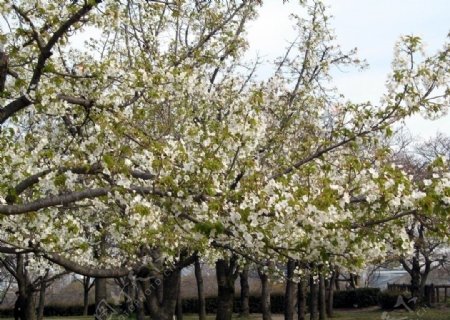 大阪大阪公园盛开的樱花图片