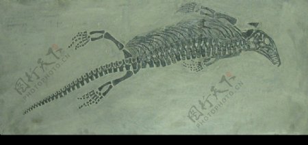 龙化石图片