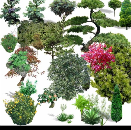 常用灌木树种园林素材图片