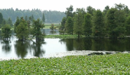 尚湖湿地图片