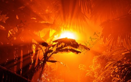 朝阳映红亚马逊热带雨林图片