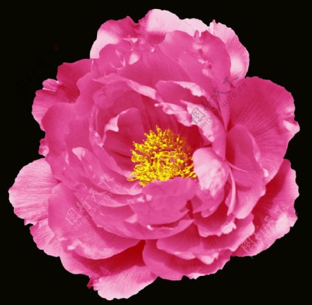 面料花型一朵玫瑰图片