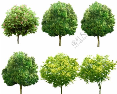 园林树木绿树图片